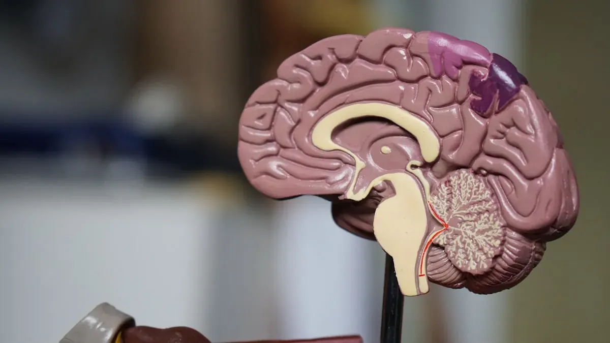 Pituitary tumor treatment in Lahore: a sectioned model of the human brain