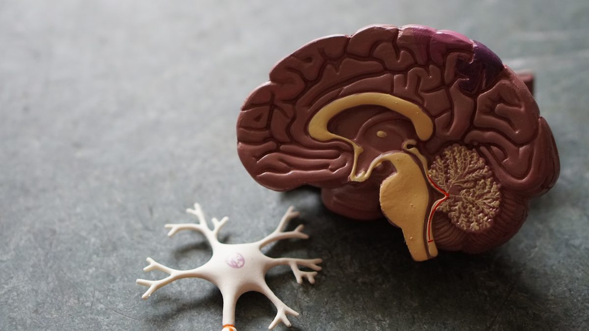 Thyroid gland anatomy illustration showing location in the neck